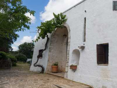 Continuiamo la visita concentrandoci sui trulli, praticamente l'unica tipologia di costruzione presente. Quasi tutti hanno una vite rampicante sull'uscio di casa